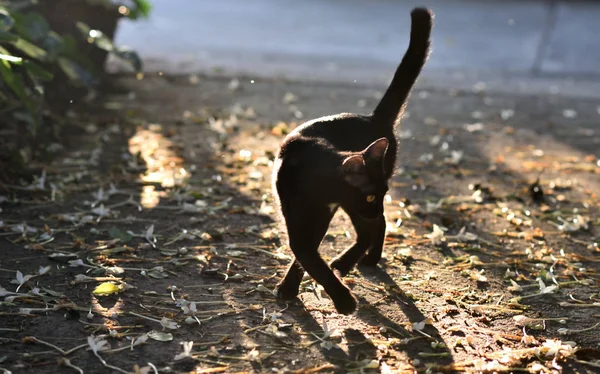 Gato Negro Caminar Girar Con Luz Naturaleza Sombra Aire Libre — Foto de Stock