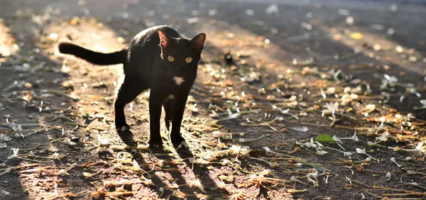 Kara kedi, gölgesi ve ışığıyla yerde duruyor. — Stok fotoğraf