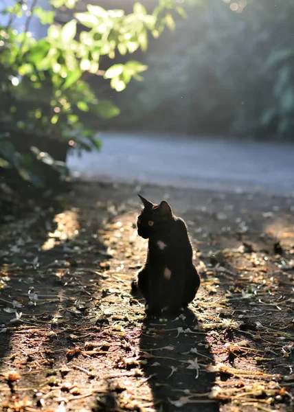 Kara kedi, doğa ışığıyla yerde oturuyor. — Stok fotoğraf