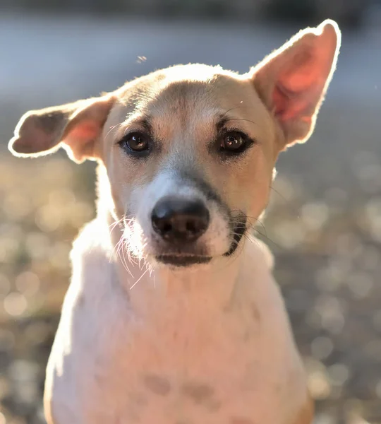 Portrait of funny dog looking at camera — Stock Photo, Image