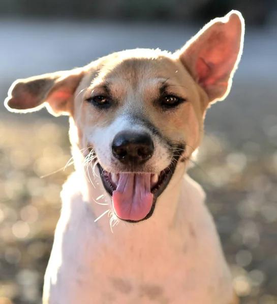 Portrait of happy dog looking at camera — Stock Photo, Image