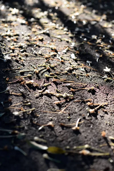 Luz y sombra con flor de árbol de corcho caído en el suelo —  Fotos de Stock