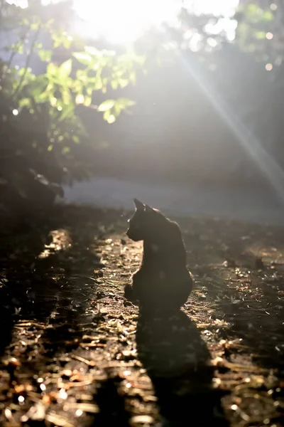 Чорний кіт сидить на землі з природним світлом — стокове фото