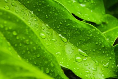 Yeşil yaprağa yağmur damlaları