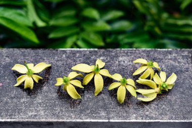 Ylang Ylang çiçeği beton duvarda yağmur damlaları