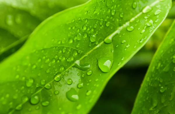 Gotas Lluvia Sobre Hoja Verde — Foto de Stock