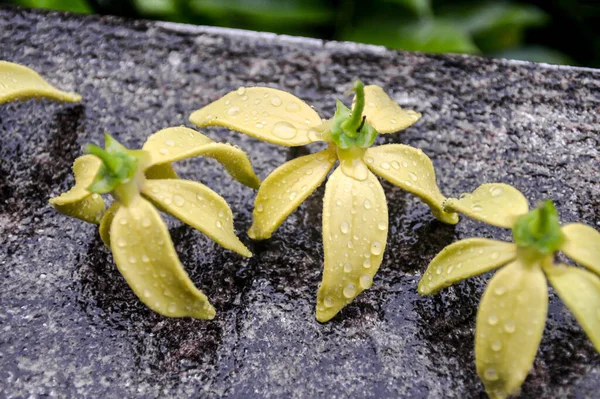 Ylang Ylang花 混凝土墙上有雨滴 — 图库照片