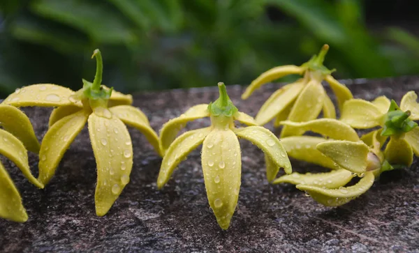 Ylang Ylang Λουλούδι Σταγόνες Βροχής Τσιμεντένιο Τοίχο — Φωτογραφία Αρχείου
