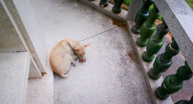 Sokak köpeği yerde uyuyor, yüksek açı manzaralı.
