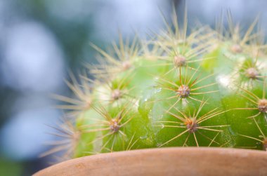 Bokeh ışık arkaplanlı kaktüsü kapat
