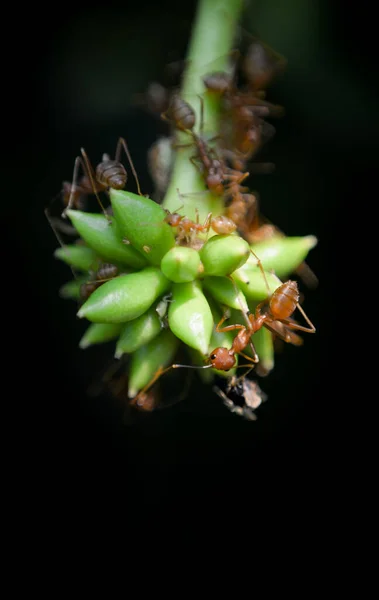 Grupo Hormigas Sobre Flor Verde Macro Shot — Foto de Stock