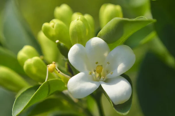 Ανθός Πορτοκαλιάς Jessamine Στο Δέντρο Murraya Paniculata — Φωτογραφία Αρχείου