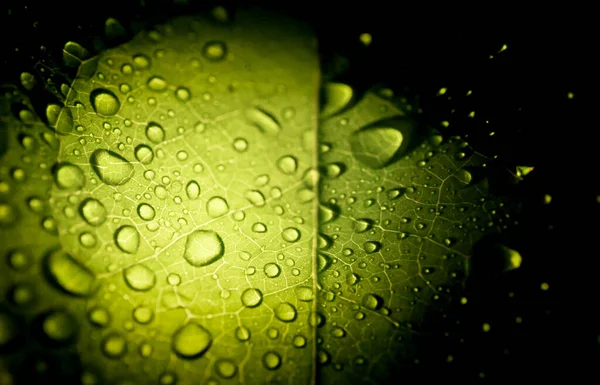 Drops Green Leaf Lighting Nature Background — Stock Photo, Image