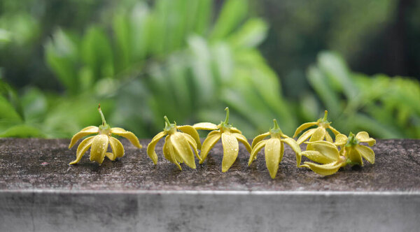 Ylang Ylang flower with rain drops on concrete wall