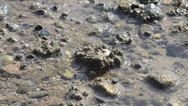 螃蟹和隐居蟹在海上 — 图库视频影像