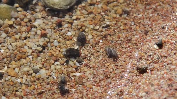 Краб-отшельник на песке в море — стоковое видео