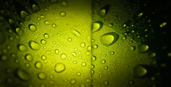 Gotas Folha Verde Com Iluminação Fundo Natureza — Fotografia de Stock