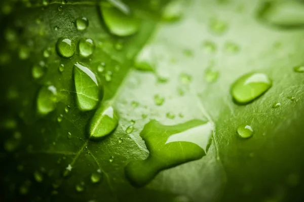 Drops Green Leaf Close Shot Nature Background — Stock Photo, Image
