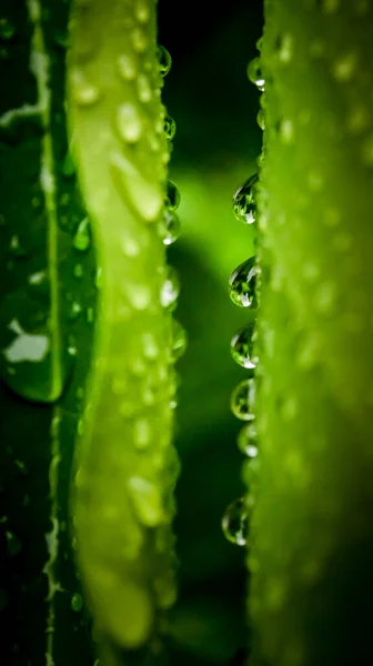 Drops Green Leaf Lighting Nature Background — Stock Photo, Image