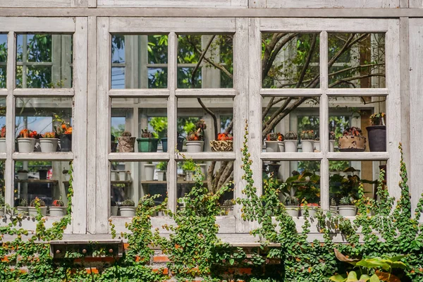 Çiçek Kaktüs Yeşil Evin Penceresinde Tarlada — Stok fotoğraf