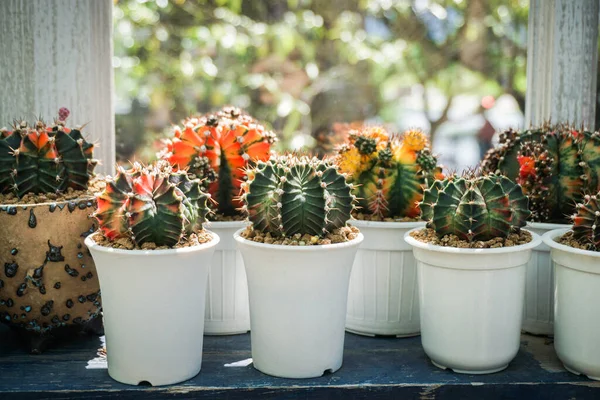 Groep Cactus Pot Bij Het Raam Van Het Groene Huis — Stockfoto