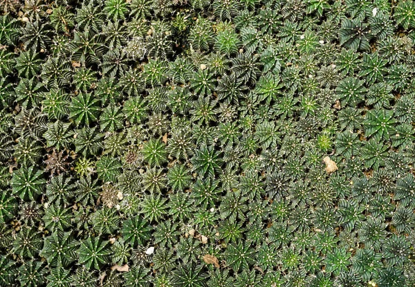 Group Cactus Top View — Stock Photo, Image