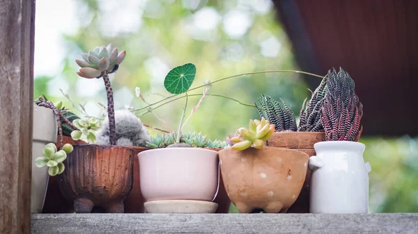 Grupp Små Suckulenter Plantera Kruka Vägg — Stockfoto