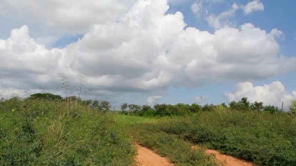 Giant mimosa plant field with clouds and sky background — Stock Video