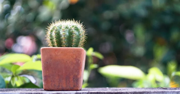 Gros Plan Cactus Avec Fond Vert — Photo