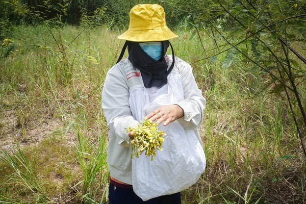 Chonburi Thailandia Set Una Donna Non Identificata Raccolto Fiore Sesbania — Foto Stock