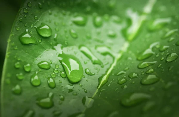 Regentropfen Auf Grünem Blatt — Stockfoto