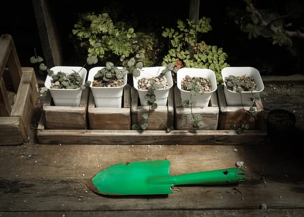 Cuillère Terre Sur Table Bois Avec Petite Plante Pot — Photo