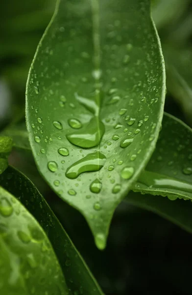 Rain Drops Green Leaf — Stock Photo, Image