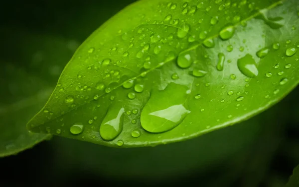 Gotas Chuva Folha Verde — Fotografia de Stock