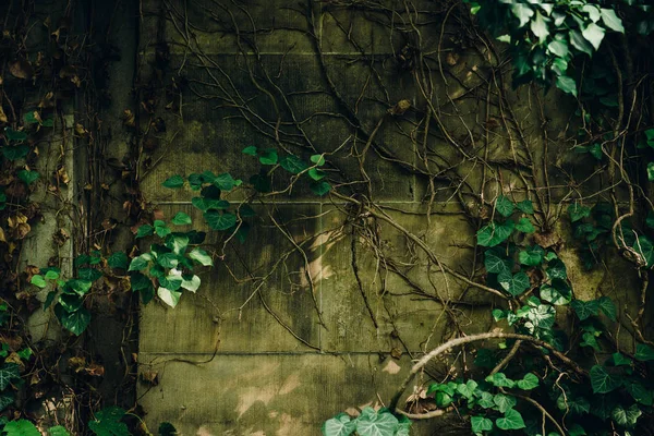 Antigua pared de piedra grunge textura y fondo de patrón cubierto de hiedra verde para el diseño de Halloween y texto —  Fotos de Stock