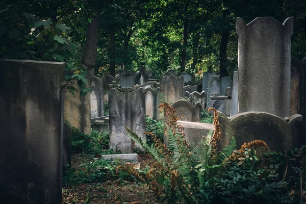 Histórico Antigo cemitério judaico em Wroclaw, Polônia — Fotografia de Stock