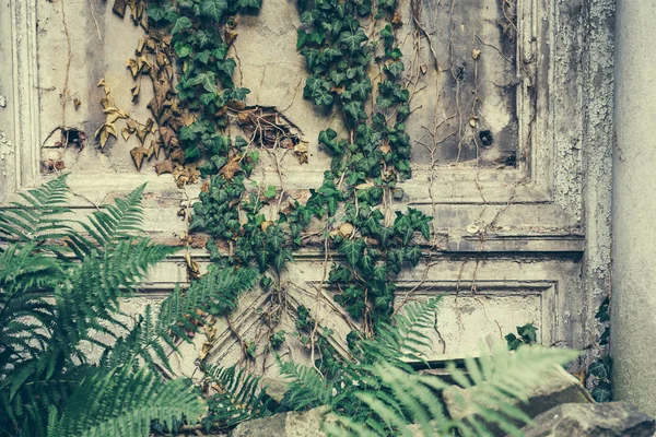 Velho grunge parede de pedra textura e padrão de fundo coberto de hera verde para halloween design e texto — Fotografia de Stock