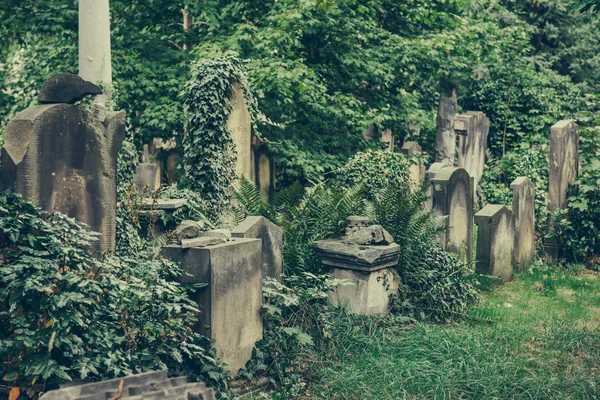 Antiguo cementerio judío histórico en Wroclaw, Polonia — Foto de Stock