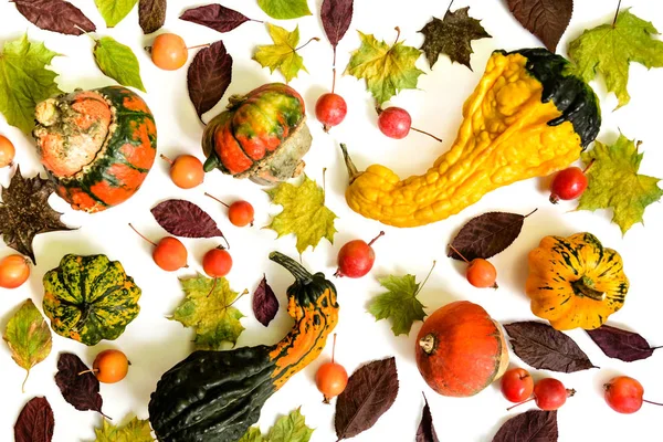 Pumpor med hösten blad och paradis äpplen över vit bakgrund. Ovanifrån. — Stockfoto