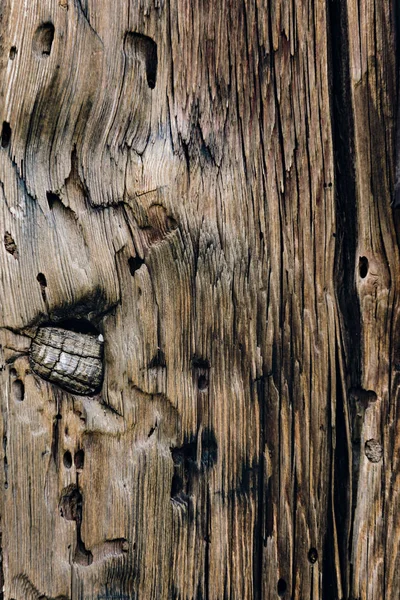 Textura de madeira velha com nós — Fotografia de Stock