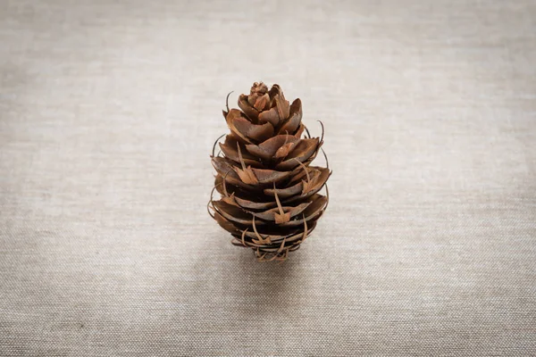 Pine cone in the form of a Christmas tree — Stock Photo, Image