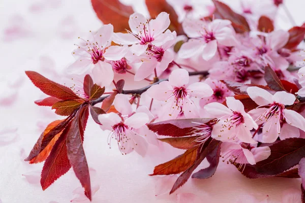 Zweige blühender Kirschpflaumen vereinzelt auf weißem Hintergrund. Sakura-Blüte — Stockfoto