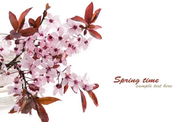 Гілочка квітучі вишневі сливи, ізольовані на білому тлі. Sakura цвітіння Стокове Зображення