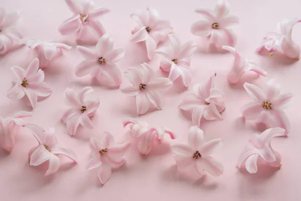 Hyacinth Pink Surprise Dutch Hyacinth Inglês Lâmpadas Primavera Flores Primavera — Fotografia de Stock