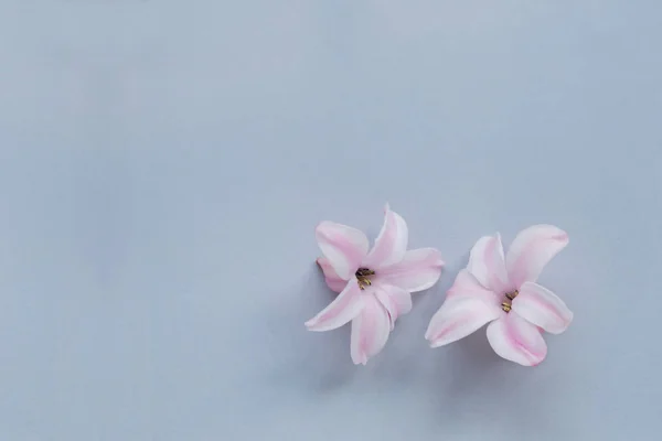 Hyacinth Pink Surprise Dutch Hyacinth (em inglês). Flores cor de rosa em um fundo azul claro — Fotografia de Stock