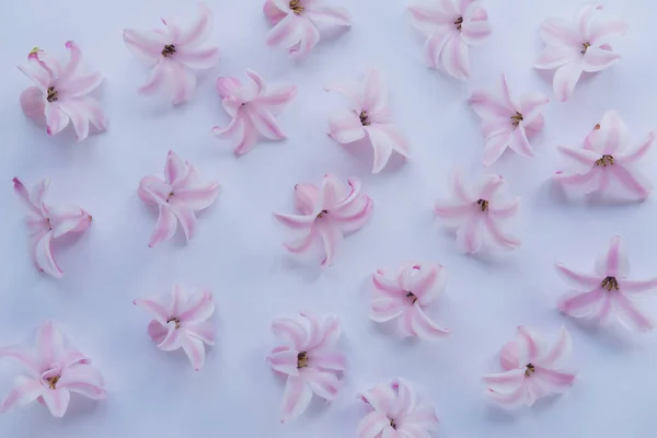 Hyacinth Pink Surprise Dutch Hyacinth (em inglês). Flores cor de rosa em um fundo lightsteelblue — Fotografia de Stock