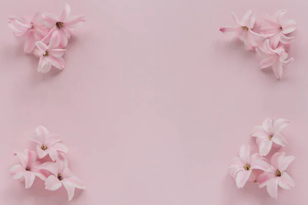 Hyacinth Pink Surprise Dutch Hyacinth. Pink flowers on a light pink background Stock Photo