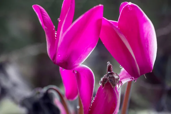 Brotes de primavera florecientes de una flor de ciclamen rosa con gotas de rocío — Foto de Stock