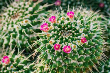 Kaktüs stenocactus crispatus küçük çiçeklerile