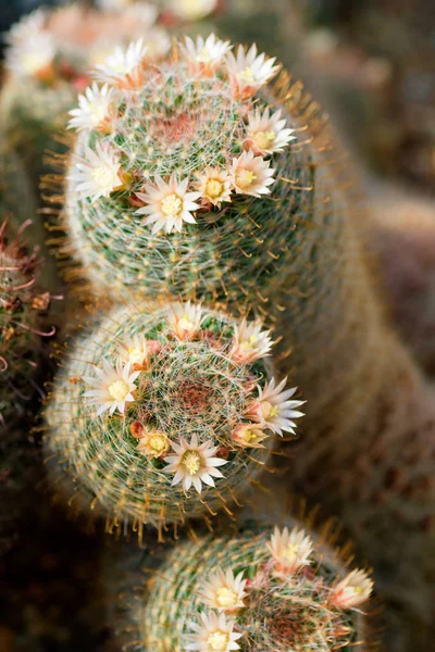 Cactus Mammillaria crinita aux petites fleurs — Photo